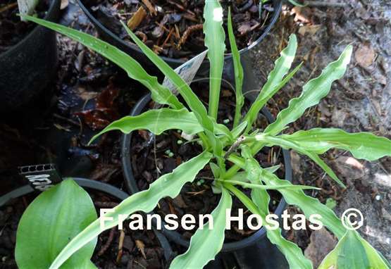 Hosta Chili Fries